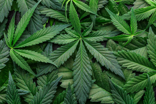 Cannabis Vocabulary Explained: 15 Terms Every Consumer Should Know