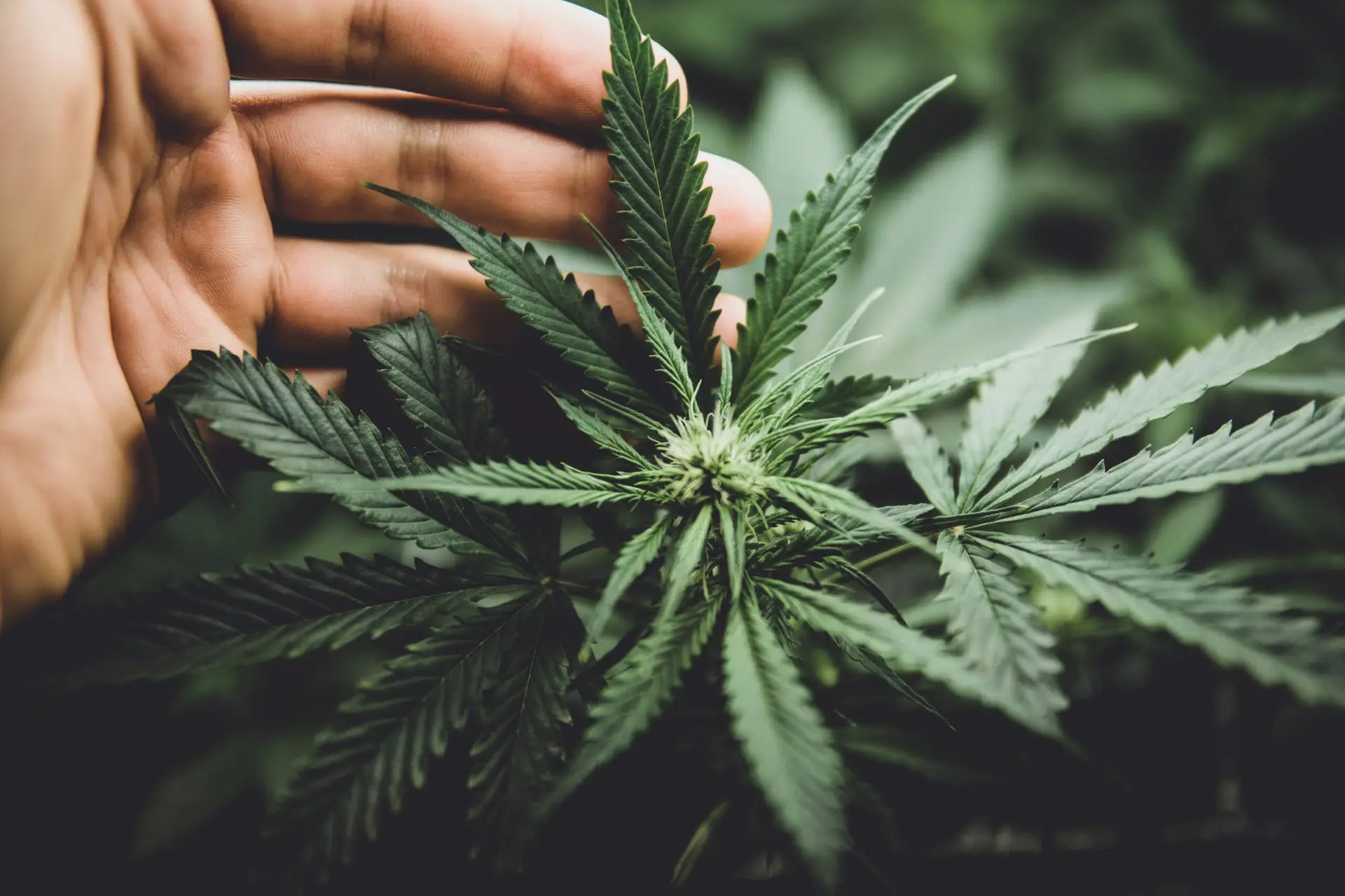 Delta-9 THC Explained: Effects, Uses, and What to Expect